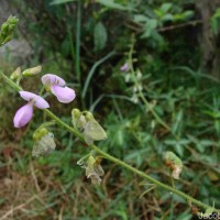 Desmodium uncinatum (Jacq.) DC.